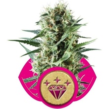 Royal Queen Seeds Special Kush n. 1 semena neobsahují THC 3 ks