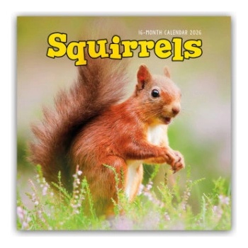 Browntrout Verlags GmbH Squirrels - Eichhörnchen 2026 - Wand-Kalender