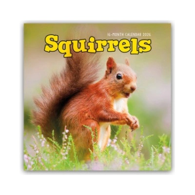 Browntrout Verlags GmbH Squirrels - Eichhörnchen 2026 - Wand-Kalender | Carousel Calendar