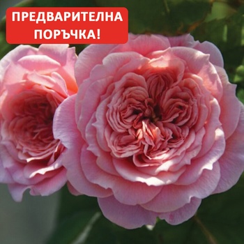 Guillot® Роза William Christie® - (Guillot®)