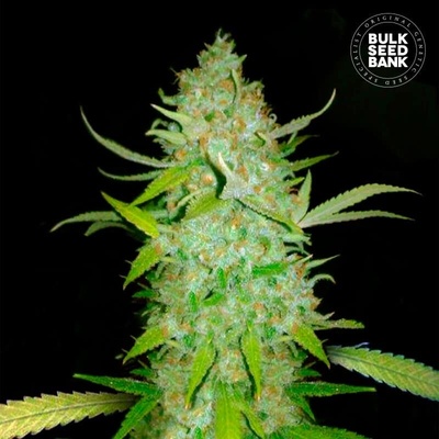 Bulk Seed Bank Auto AK semienka neobsahujú THC 100 ks