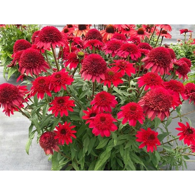 Echinacea purpurová Sunny Days Ruby
