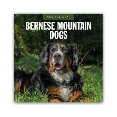 Bernese Mountain Dog Berner Sennenhund 16 Monats 2027