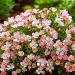 Tantau® Роза Cutie Pie® - 6 броя