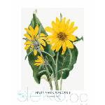  Принт Balsamroot, Мери Во Уолкът - репродукция (Print1033)