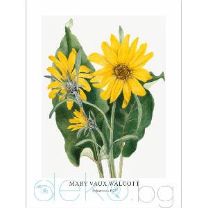  Принт Balsamroot, Мери Во Уолкът - репродукция (Print1033)