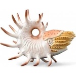 CollectA Cooperoceras Figure