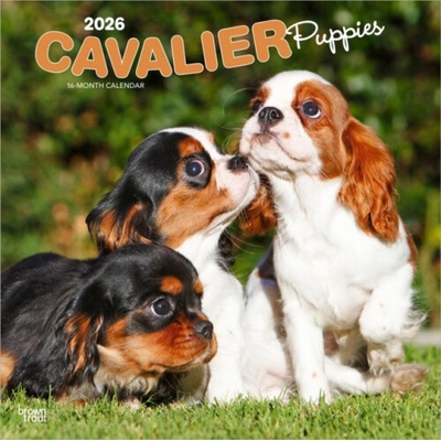 Cavalier King Charles Spaniel Puppies Cavalier King Charles Spaniel Welpen 16-Monats 2026