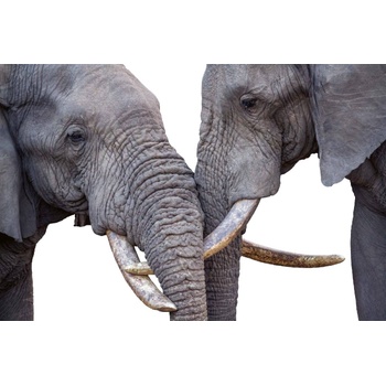 DIMEX ART s. r. o Флизелинов фототапет влюбени слонове 375 x 250 см