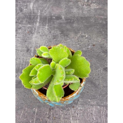 Cotyledon ladysmithiensis mini (Sukulent, který má krásné sametové listy)