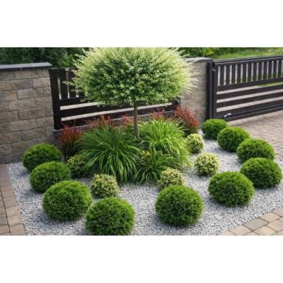 Tuja západná (Thuja occidentalis) ´DANICA´ - výška 15-25 cm, kont. C2L