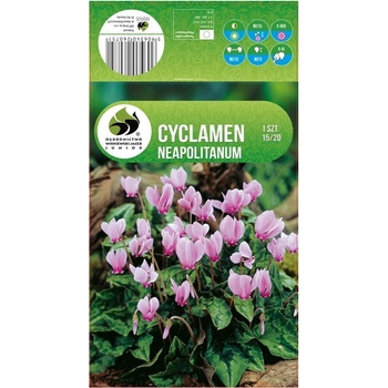 Seklos Циклама Cyclamen Neapolitanum - 1 бр луковицa