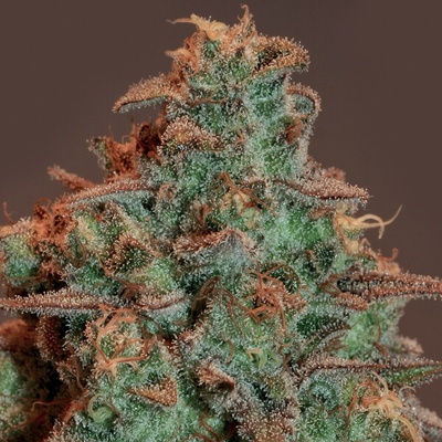 Anesia Seeds Auto Nova OG semienka neobsahujú THC 10 ks