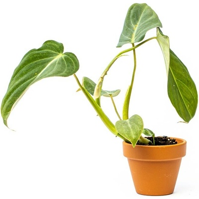 Gardners Philodendron Gloriosum, průměr 6 cm Filodendron