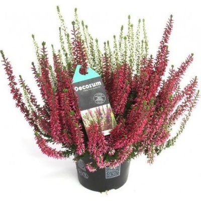 Vřes obecný Beauty Ladies Twins, Calluna vulgaris, průměr květináče 11 cm