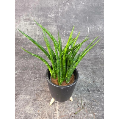 Sansevieria ‘Fernwood Punk’ mini