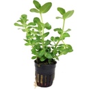 Bacopa amplexicaulis