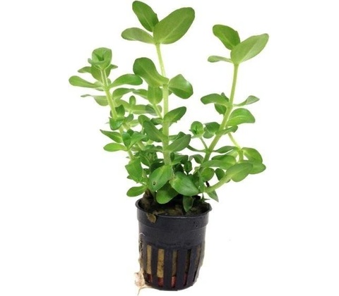 Bacopa amplexicaulis