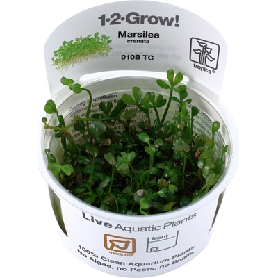 Marsilea minuta