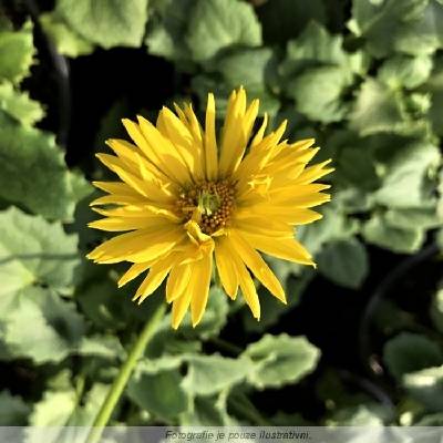 Doronicum orien. 'Leonardo™ Compact' Velikost hrnku: 0,5 l Kamzičník východní 'Leonardo™ Compact'
