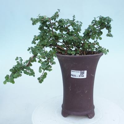 e-bonsai Pokojová bonsai - Grewia sp. - Grewie malolistá