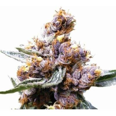 Nirvana Blueberry regular semena neobsahují THC 10 ks