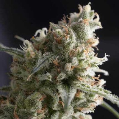 Pyramid Seeds Lennon semienka neobsahujú THC 50 ks