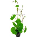 Hydrocotyle leucocephala