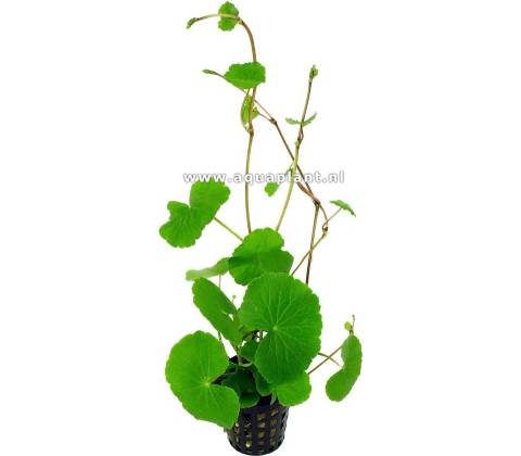 Hydrocotyle leucocephala