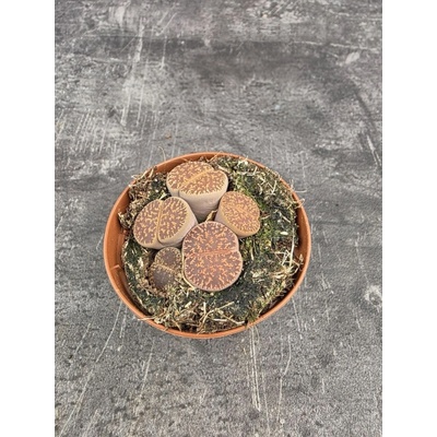 Lithops Leslei sukulent 8,5 cm