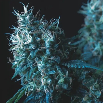 Pyramid Seeds Cookies USA regular semienka neobsahujú THC 7 ks