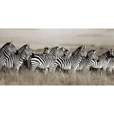 Zebra, Masai Mara, Keňa 1 deska 100x50
