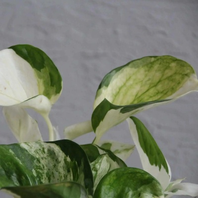 Epipremnum Pothos Happy Leaf