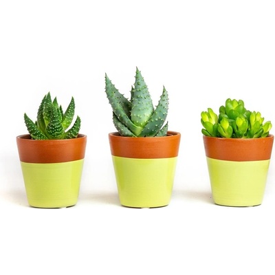 Gardners Set 3 ks rostlin Haworthia mix, průměr 6 cm Havorcie