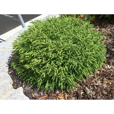 Kryptoméria japonská Little Champion, výška 20 cm, kvetináč 2,5 l