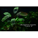 Bucephalandra Theia