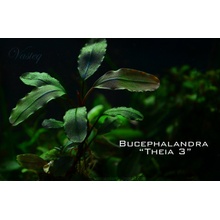 Bucephalandra Theia