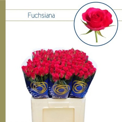 Svazek 10 růží FUCHSIANA 60cm (M)