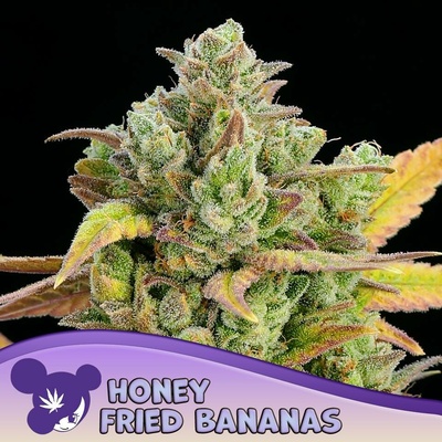 Anesia Seeds Honey Fried Bananas semena neobsahují THC 3 ks