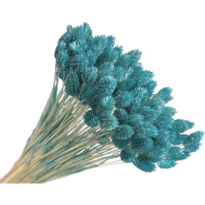 FLOWERIO Sušená tráva Phalaris - Chrastica 80g - cyanová modrá