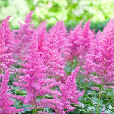 Čechrava arendsii růžová - Astilbe arendsii - semena čechravy - 10 ks
