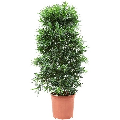Podocarpus macrophyllus bush 30x140 cm