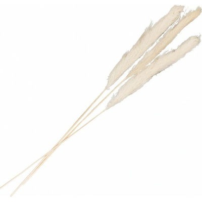 Chaks Pampová tráva - Natural 100 - 135 cm 3 ks