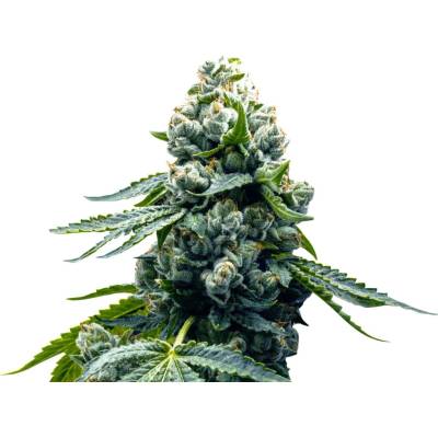 Super Strains Zoap semena neobsahují THC 3 ks