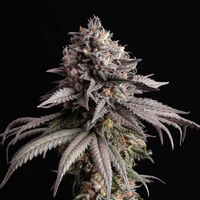Kannabia Seeds Gelato-K semienka neobsahujú THC 10 ks