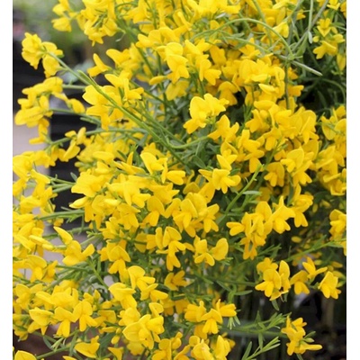 Genista lydia 20-30 VKR2L