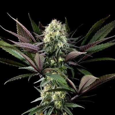 Kannabia Seeds Apple Fritter BioBoost Semená neobsahujú THC 3 ks
