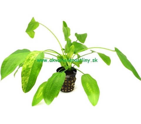 Echinodorus Marble Queen