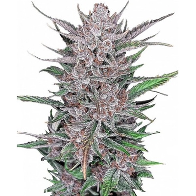 Fastbuds Gorilla Punch Auto semienka neobsahujú THC 100 ks