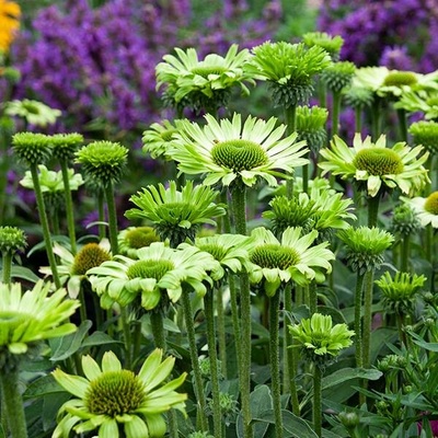 levandule-online.cz Echinacea hybrida " Green Jewel " - Třapatka nachová